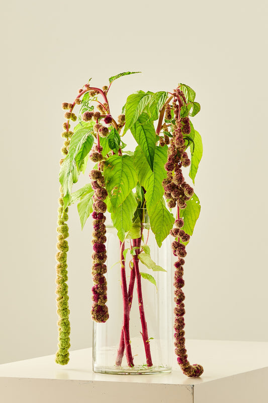 Amarant/Rævehale 'Mira'