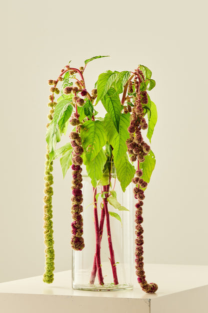 Amarant/Rævehale 'Mira'