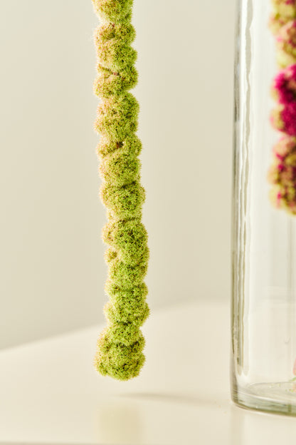 Amarant/Rævehale 'Mira'