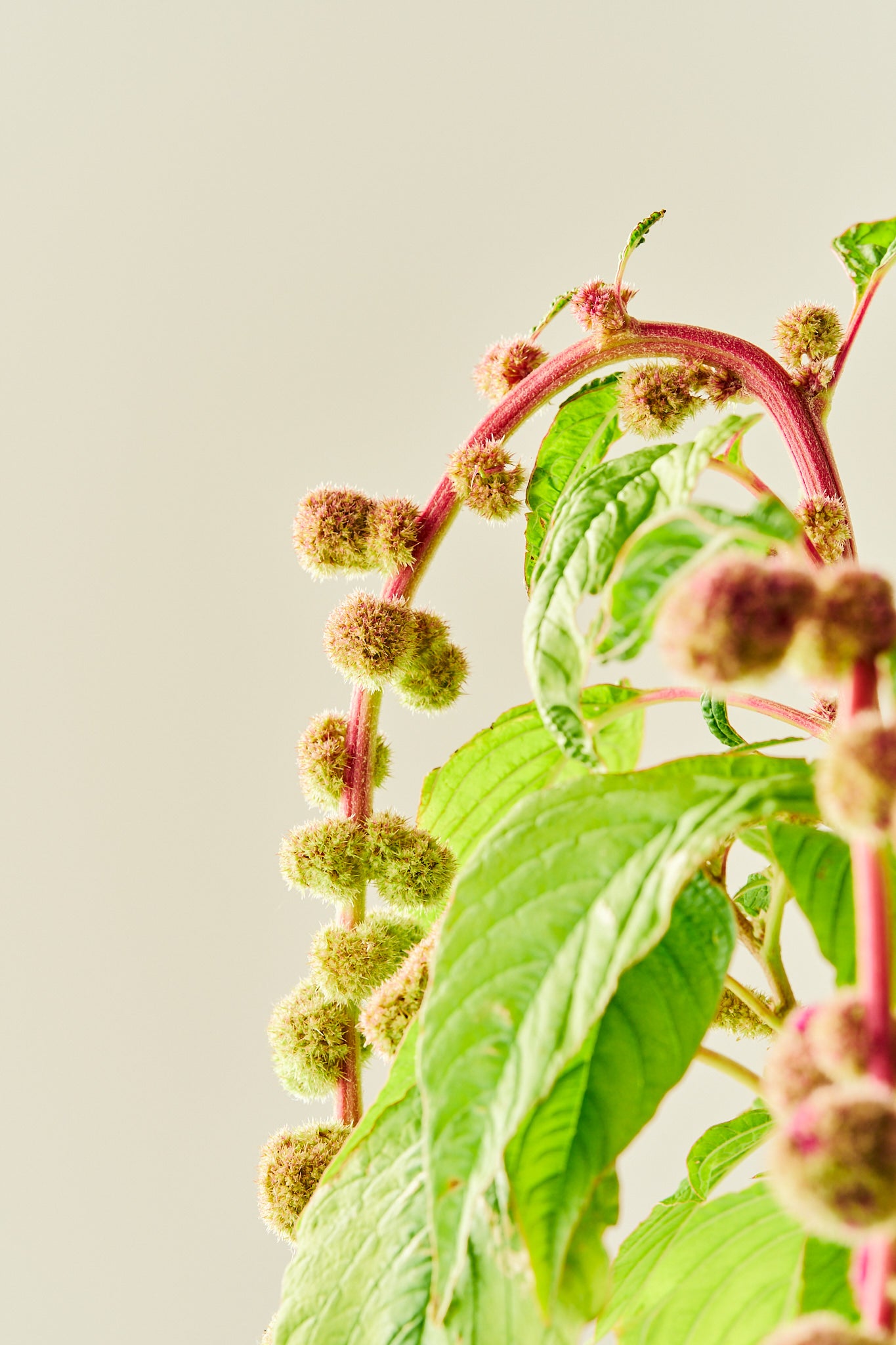 Amarant/Rævehale 'Mira'