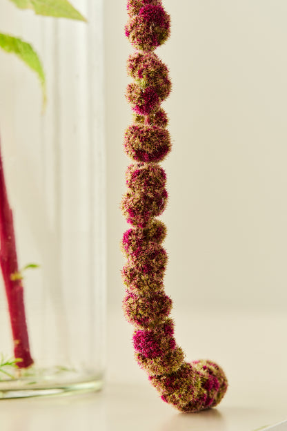 Amarant/Rævehale 'Mira'