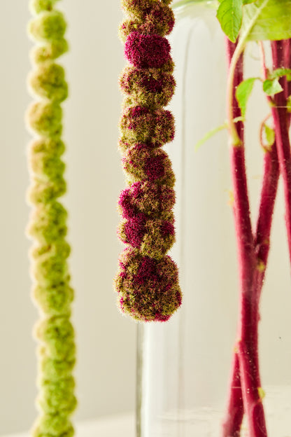 Amarant/Rævehale 'Mira'