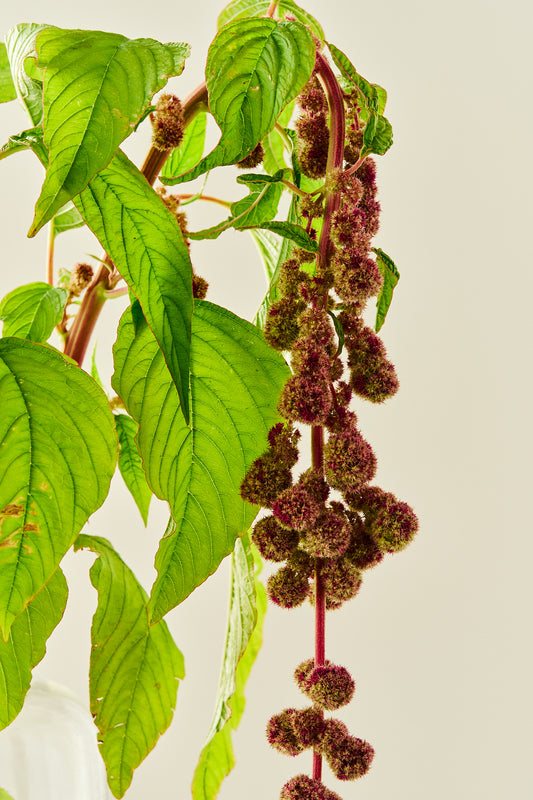 Amarant/Rævehale 'Mira'