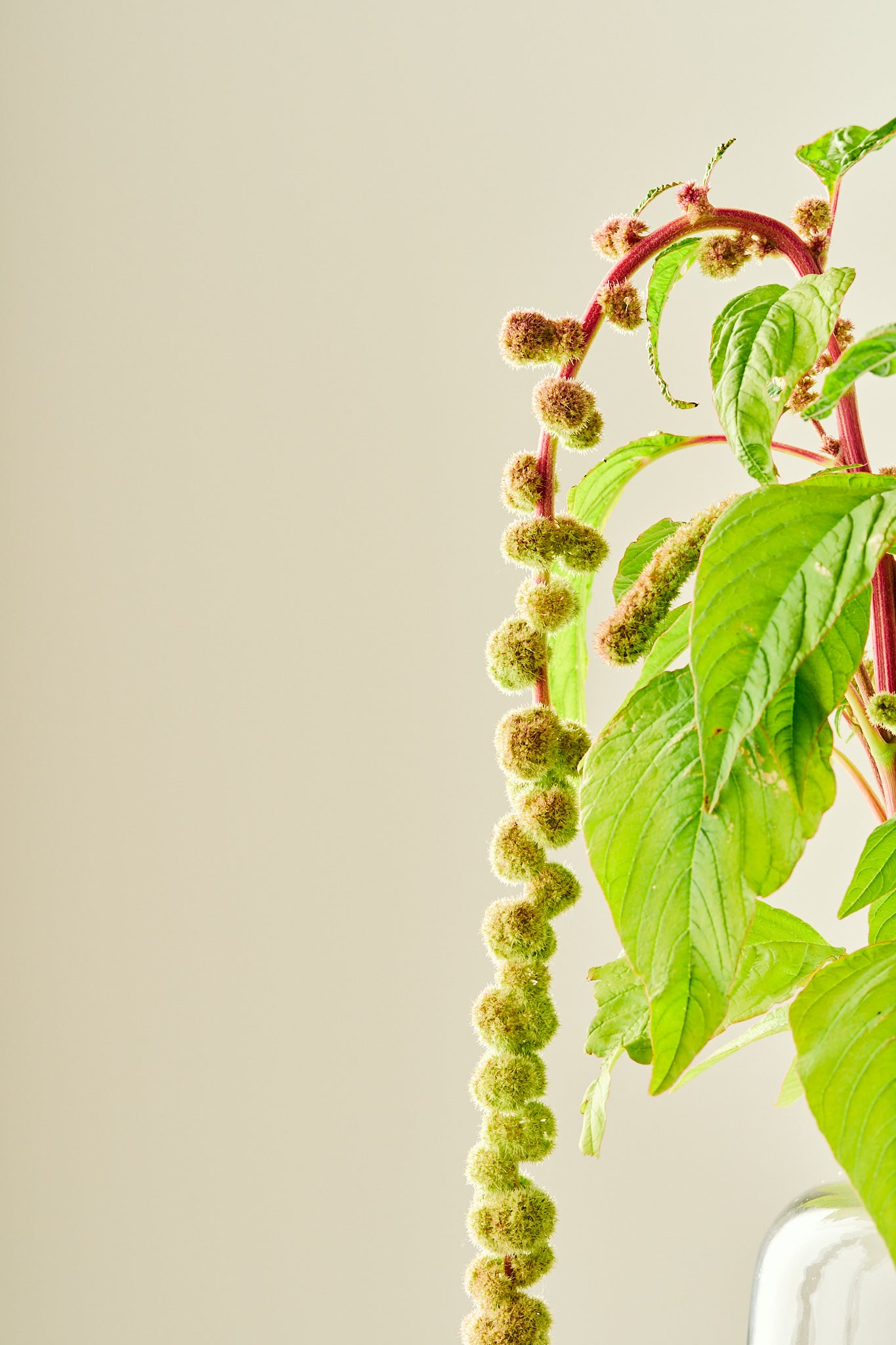 Amarant/Rævehale 'Mira'