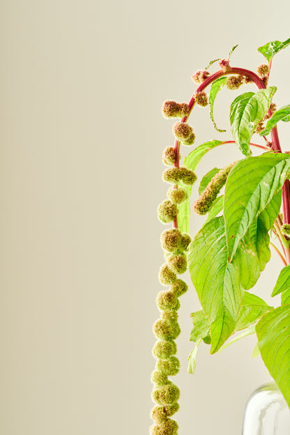 Amarant/Rævehale 'Mira'