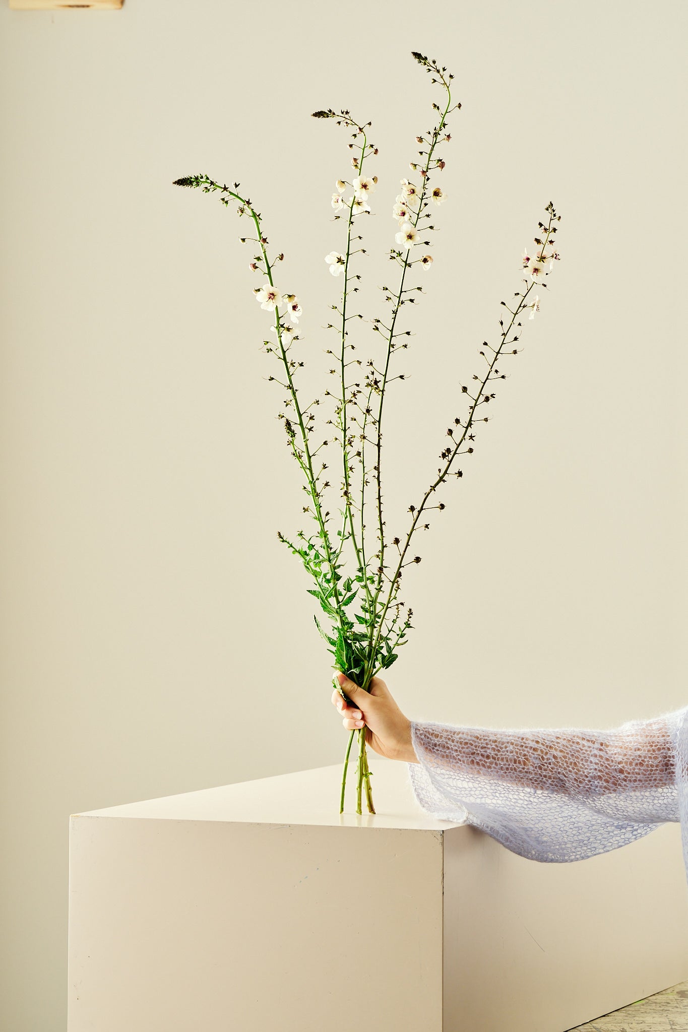 Kongelys ‘Albiflorum’