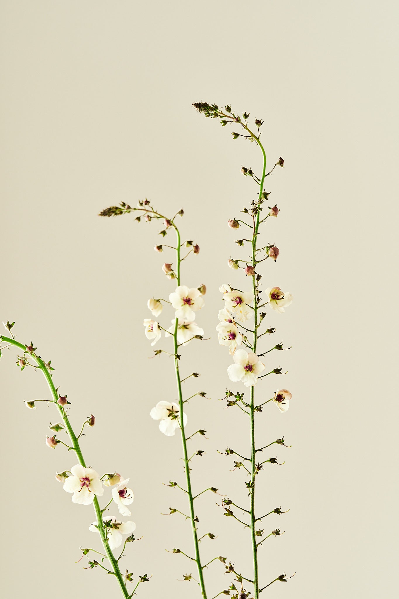 Kongelys ‘Albiflorum’