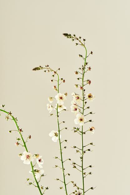 Kongelys ‘Albiflorum’