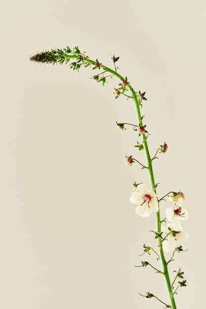 Kongelys ‘Albiflorum’