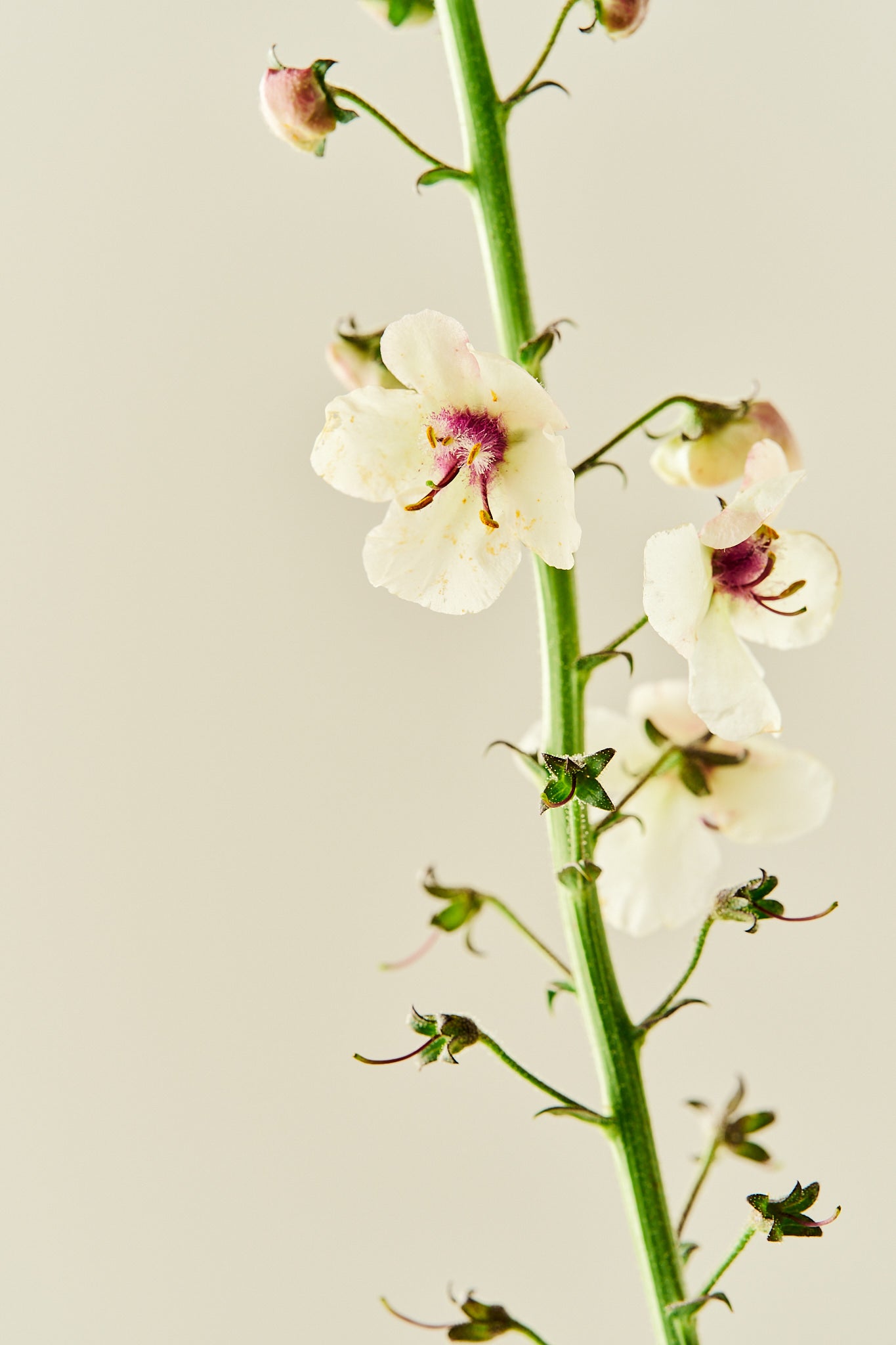 Kongelys ‘Albiflorum’