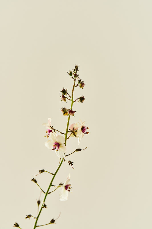 Kongelys ‘Albiflorum’