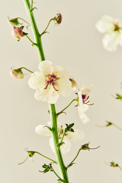 Kongelys ‘Albiflorum’