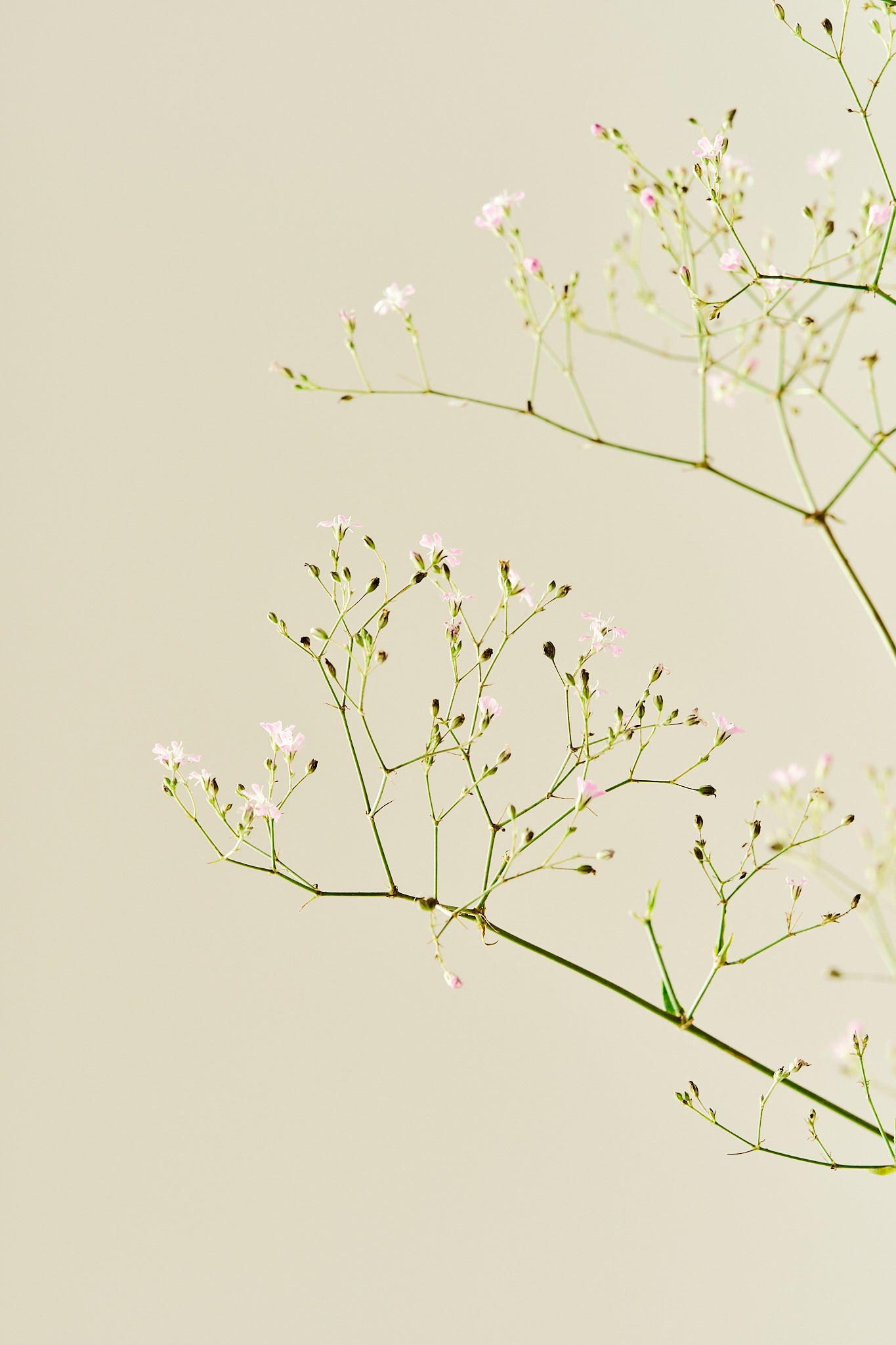 Brudeslør ‘Pacifica’