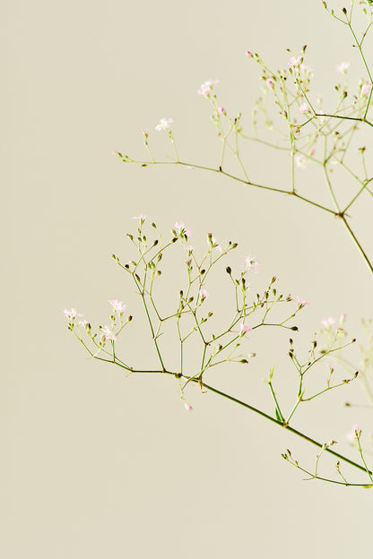 Brudeslør ‘Pacifica’