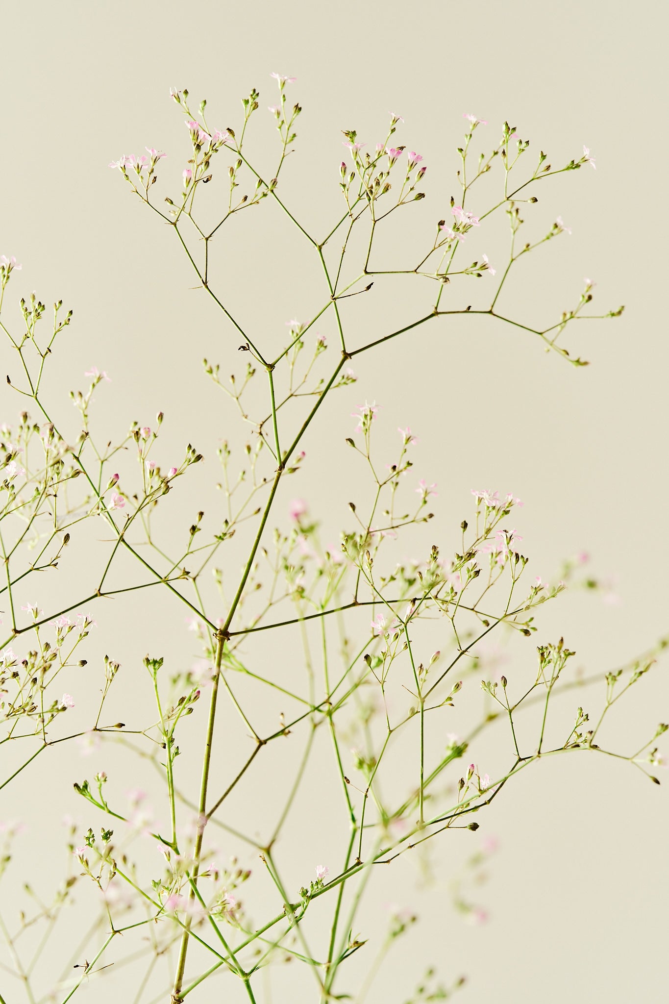 Brudeslør ‘Pacifica’