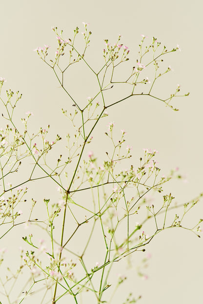 Brudeslør ‘Pacifica’