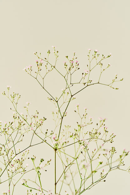 Brudeslør ‘Pacifica’