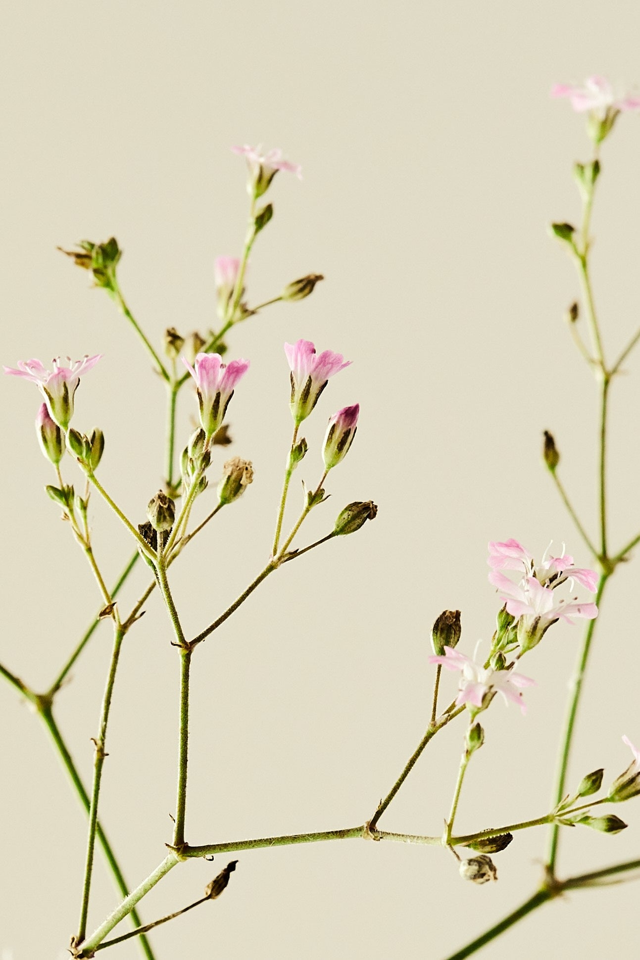 Brudeslør ‘Pacifica’