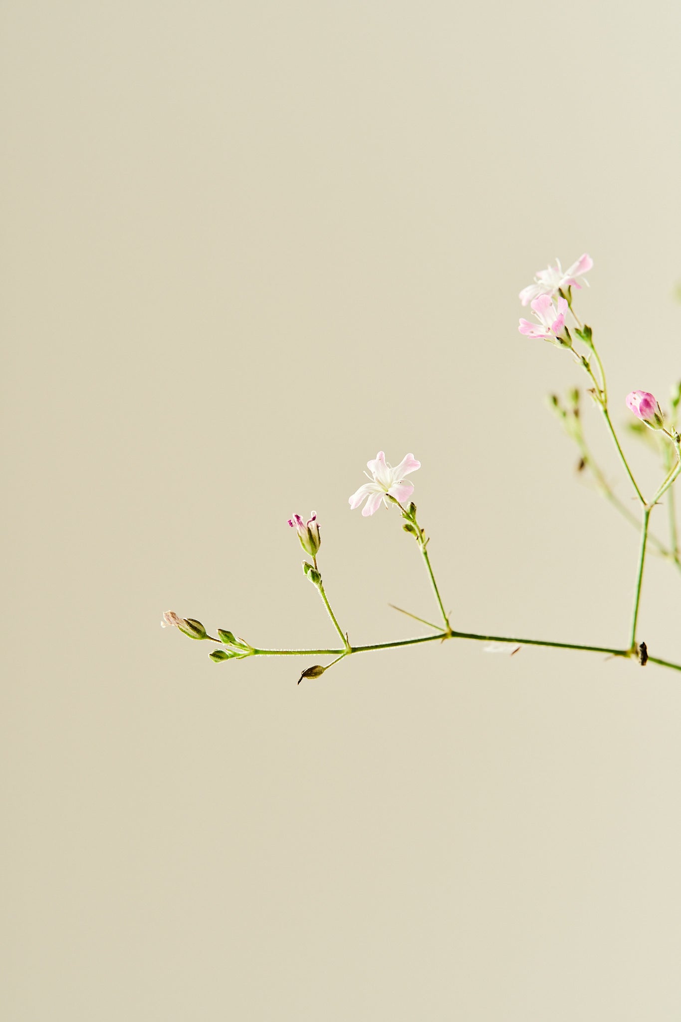 Brudeslør ‘Pacifica’