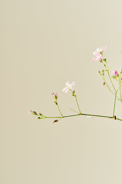 Brudeslør ‘Pacifica’