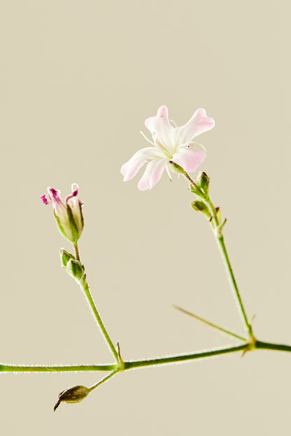 Brudeslør ‘Pacifica’