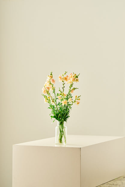 Løvemund 'Snapstar Champagne'