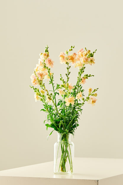 Løvemund 'Snapstar Champagne'