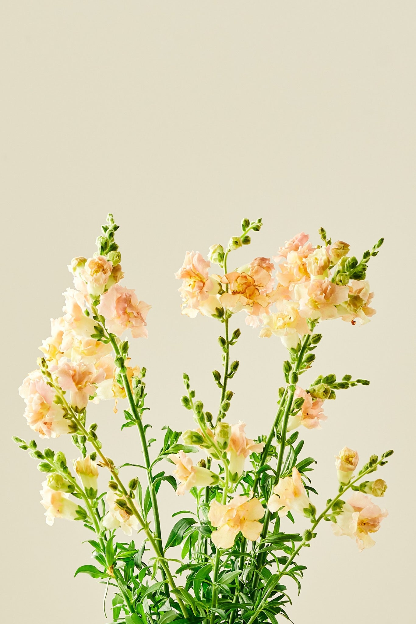 Løvemund 'Snapstar Champagne'