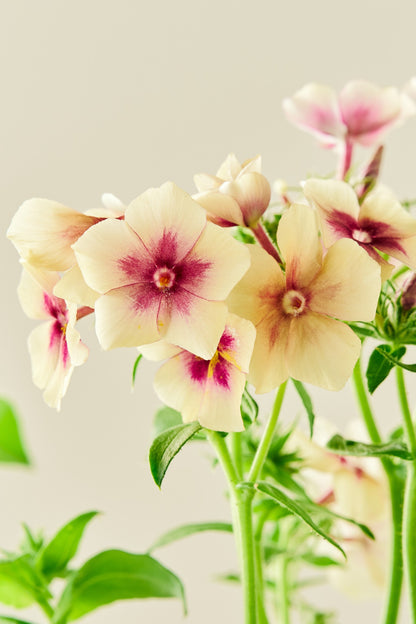 Sommerfloks 'Cherry Caramel' - frø