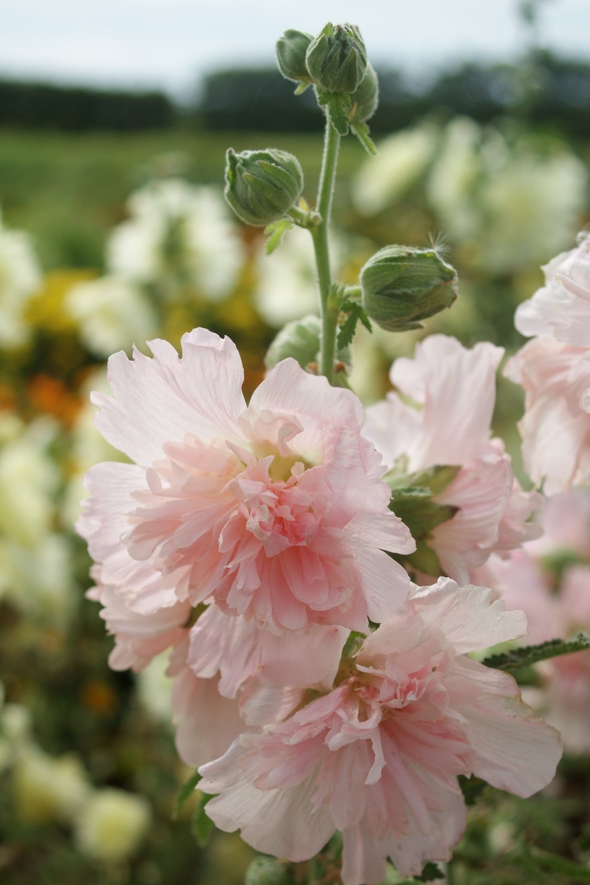Stokrose 'Majorette Champagne' - frø