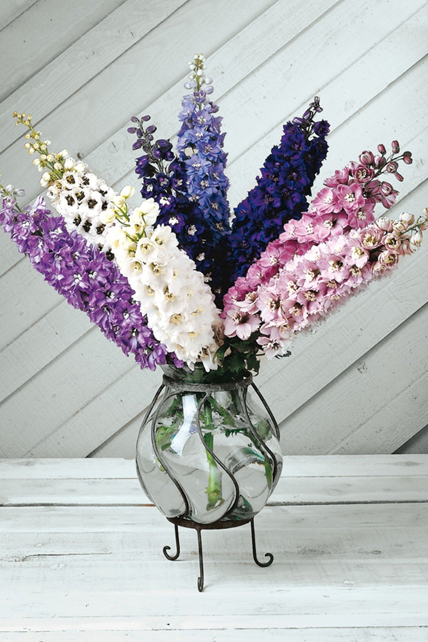 Ridderspore ‘Magic Fountains Mix’