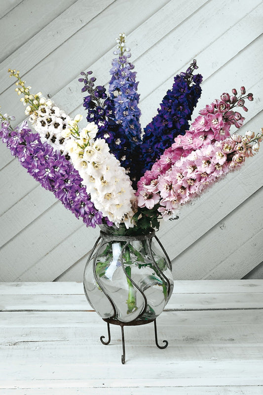 Ridderspore ‘Magic Fountains Mix’