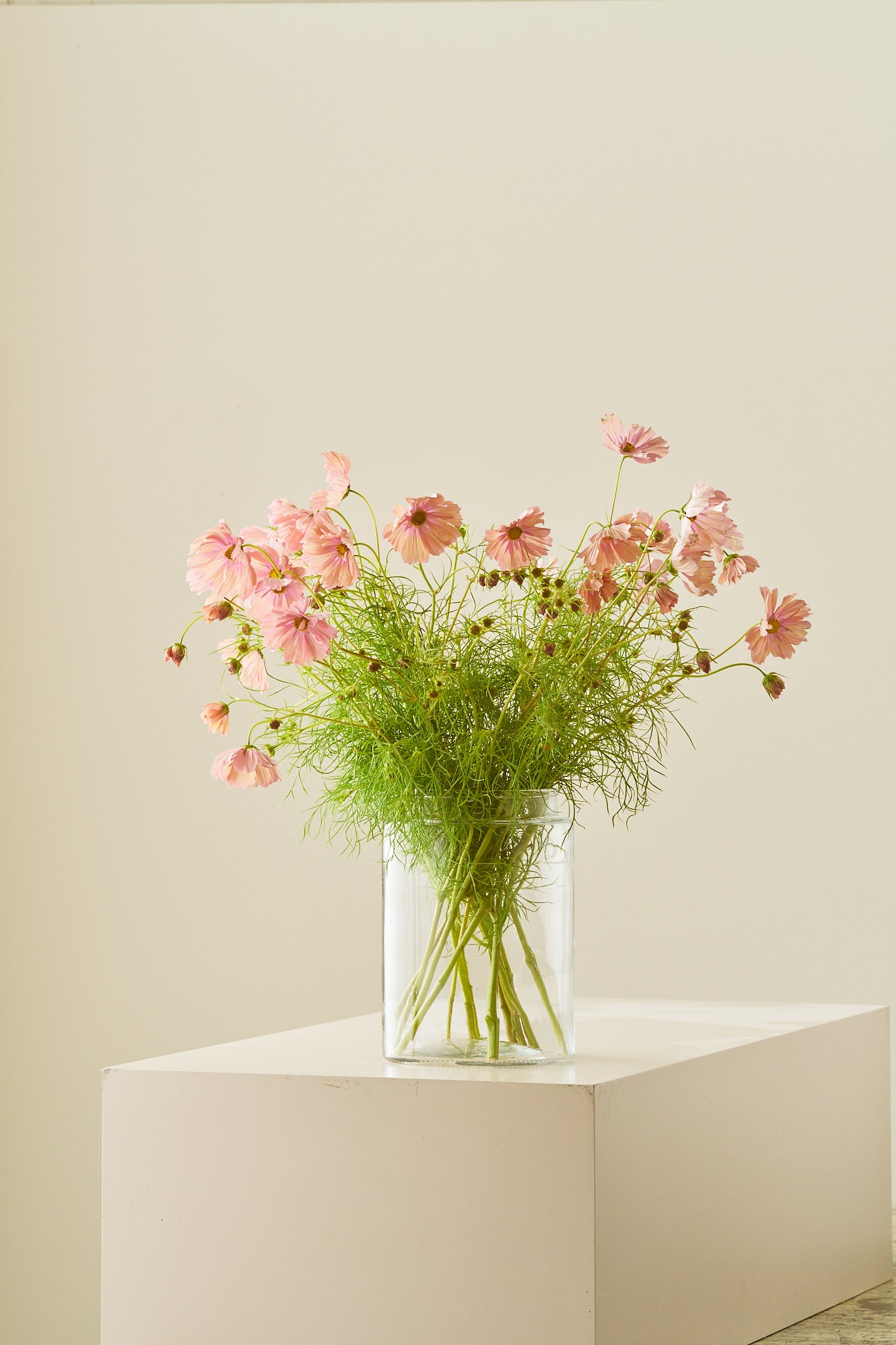 Stolt kavaler 'Apricotta'