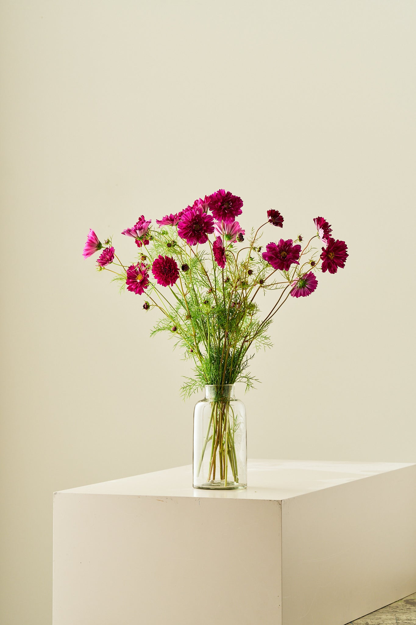 Stolt kavaler 'Double Click Cranberries'