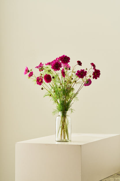 Stolt kavaler 'Double Click Cranberries'