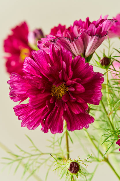 Stolt kavaler 'Double Click Cranberries'