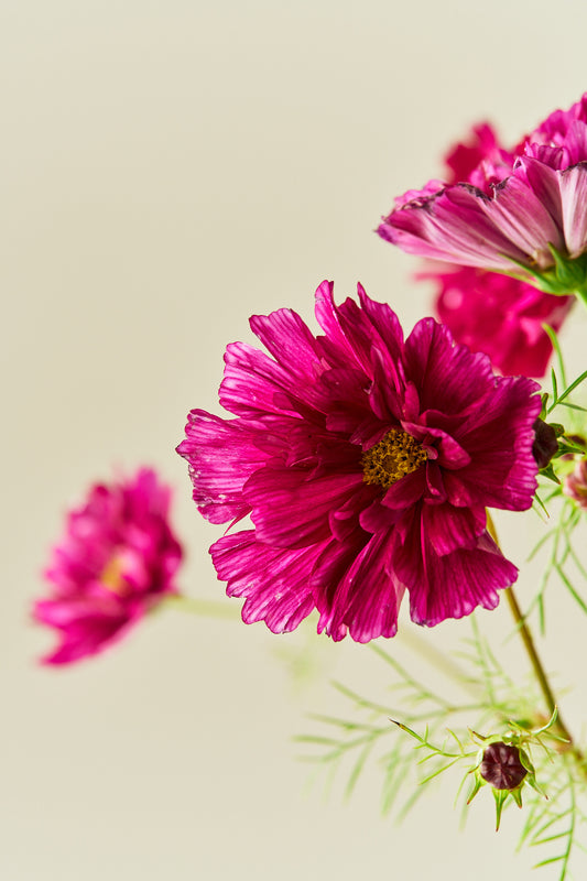 Stolt kavaler 'Double Click Cranberries'