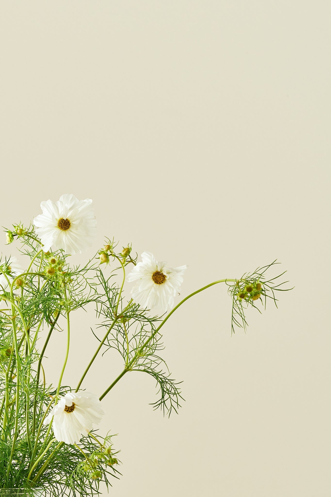 Stolt kavaler 'Fizzy White'