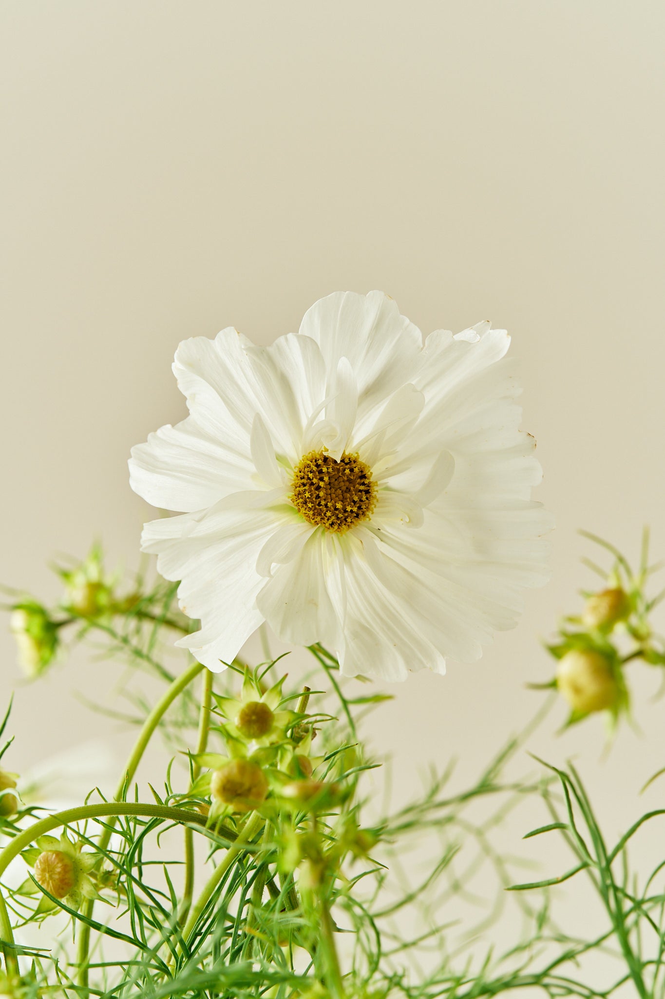 Stolt kavaler 'Fizzy White'