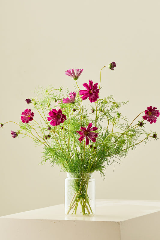 Stolt kavaler 'Sea Shells Red'