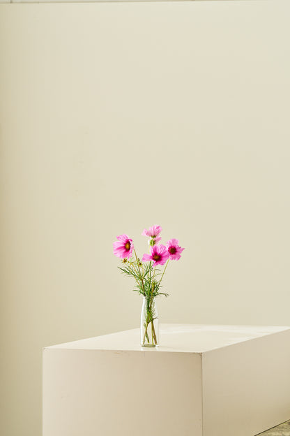 Stolt kavaler 'Apollo Rose with Eye'