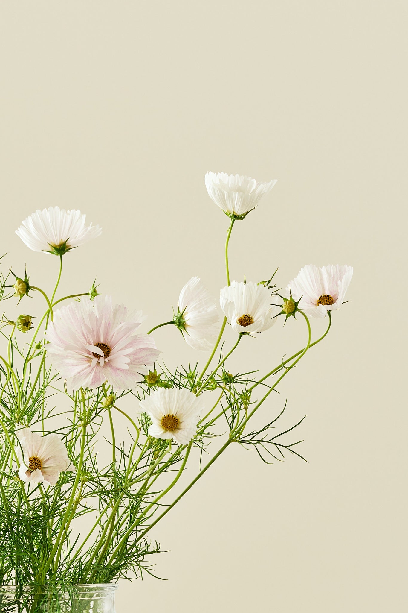 Stolt kavaler 'Cupcakes Blush'