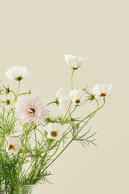 Stolt kavaler 'Cupcakes Blush'