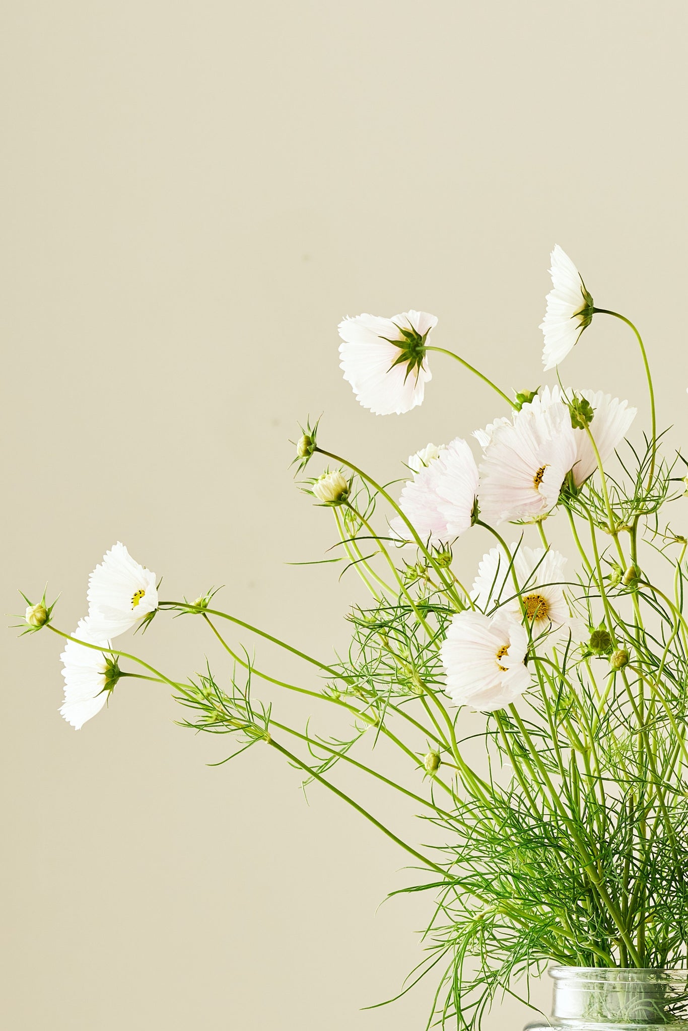 Stolt kavaler 'Cupcakes Blush'