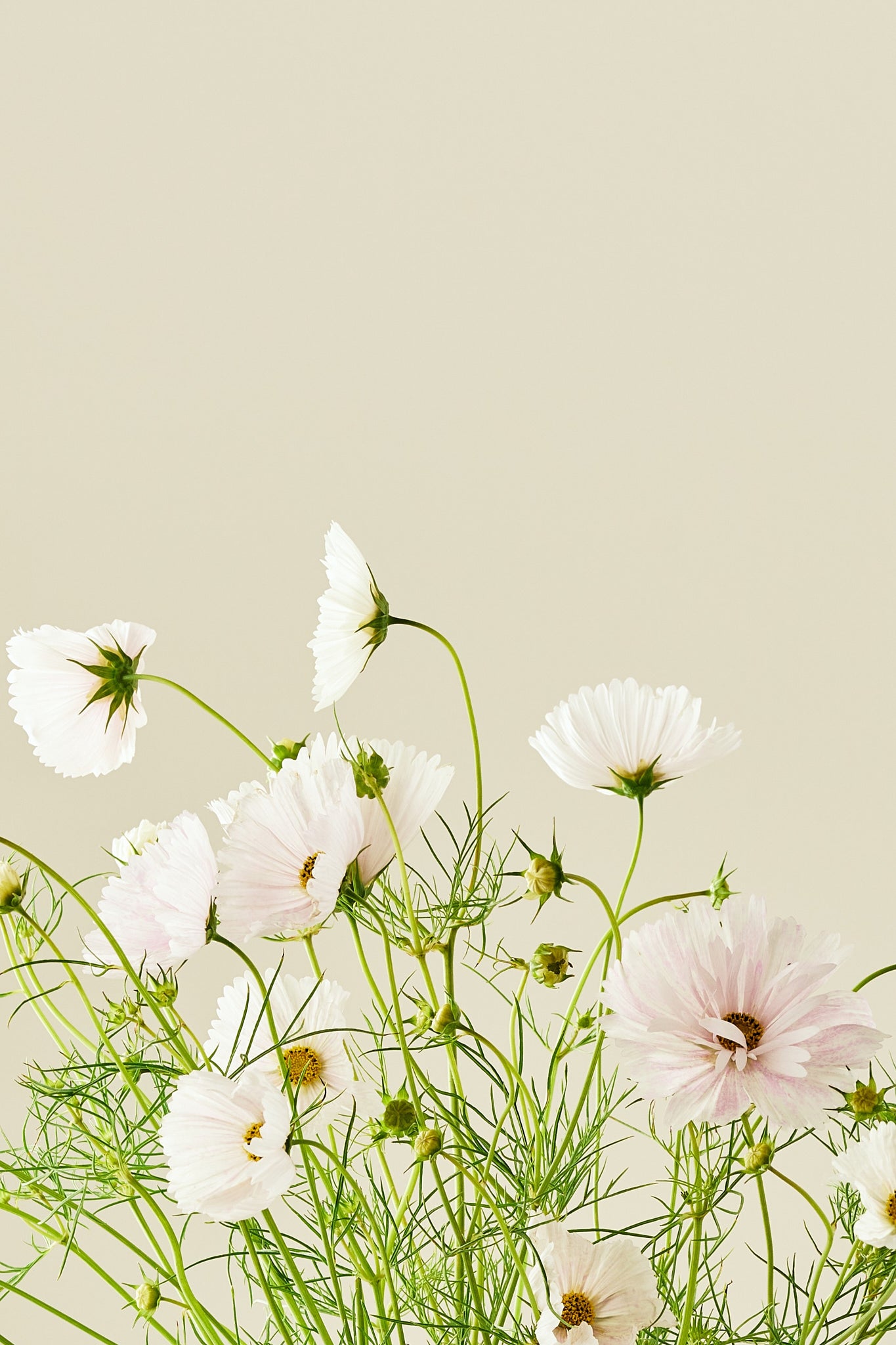 Stolt kavaler 'Cupcakes Blush'