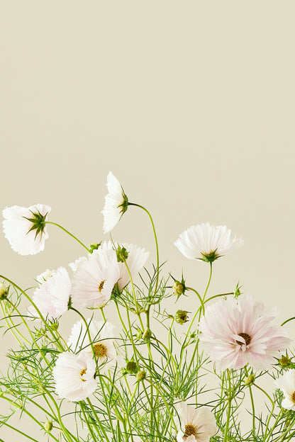 Stolt kavaler 'Cupcakes Blush'