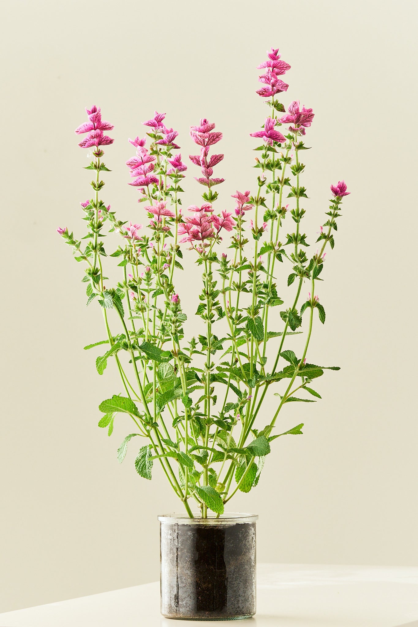 Dusksalvie ‘Pink Sunday’