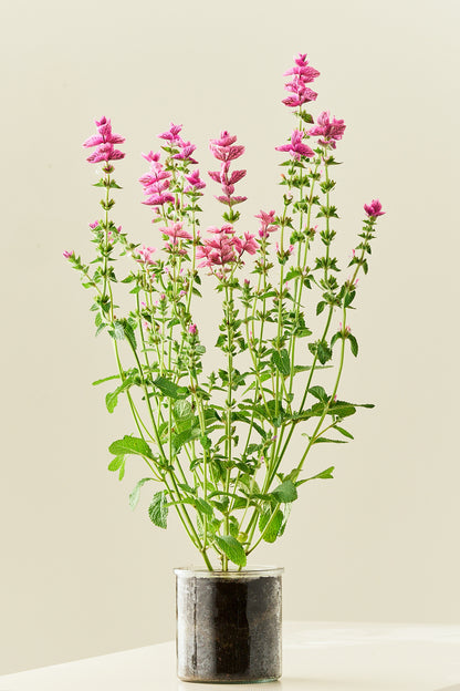 Dusksalvie ‘Pink Sunday’