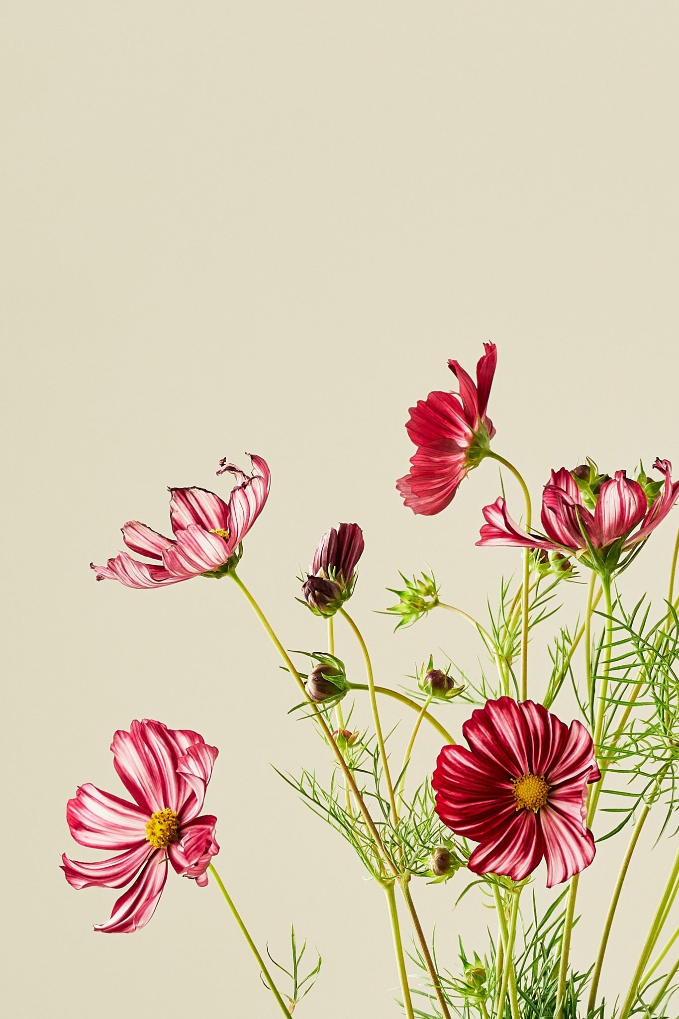 Stolt kavaler 'Velouette'