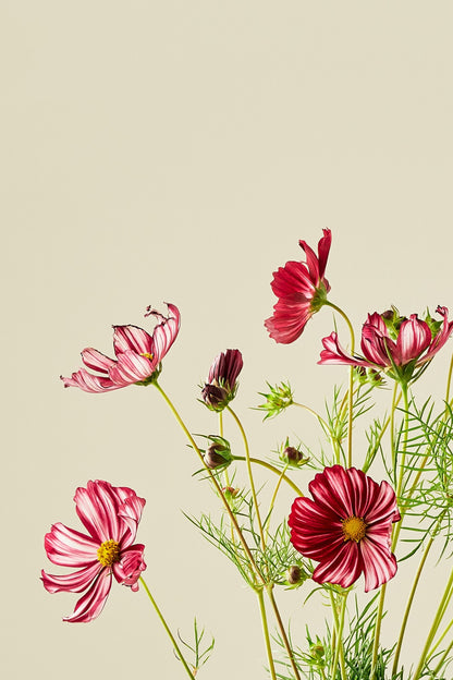 Stolt kavaler 'Velouette'